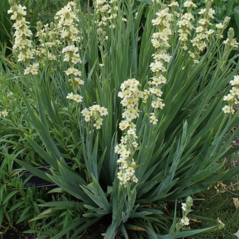 Bermudienne striatum