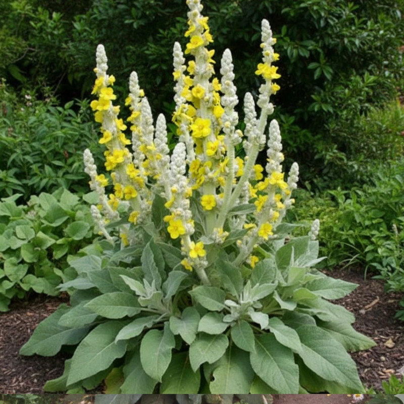 Molène bombyciferum
