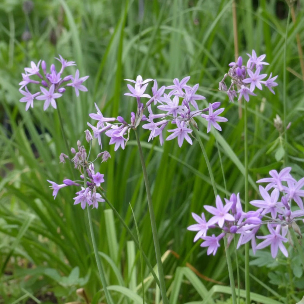 Tulbaghia violacea