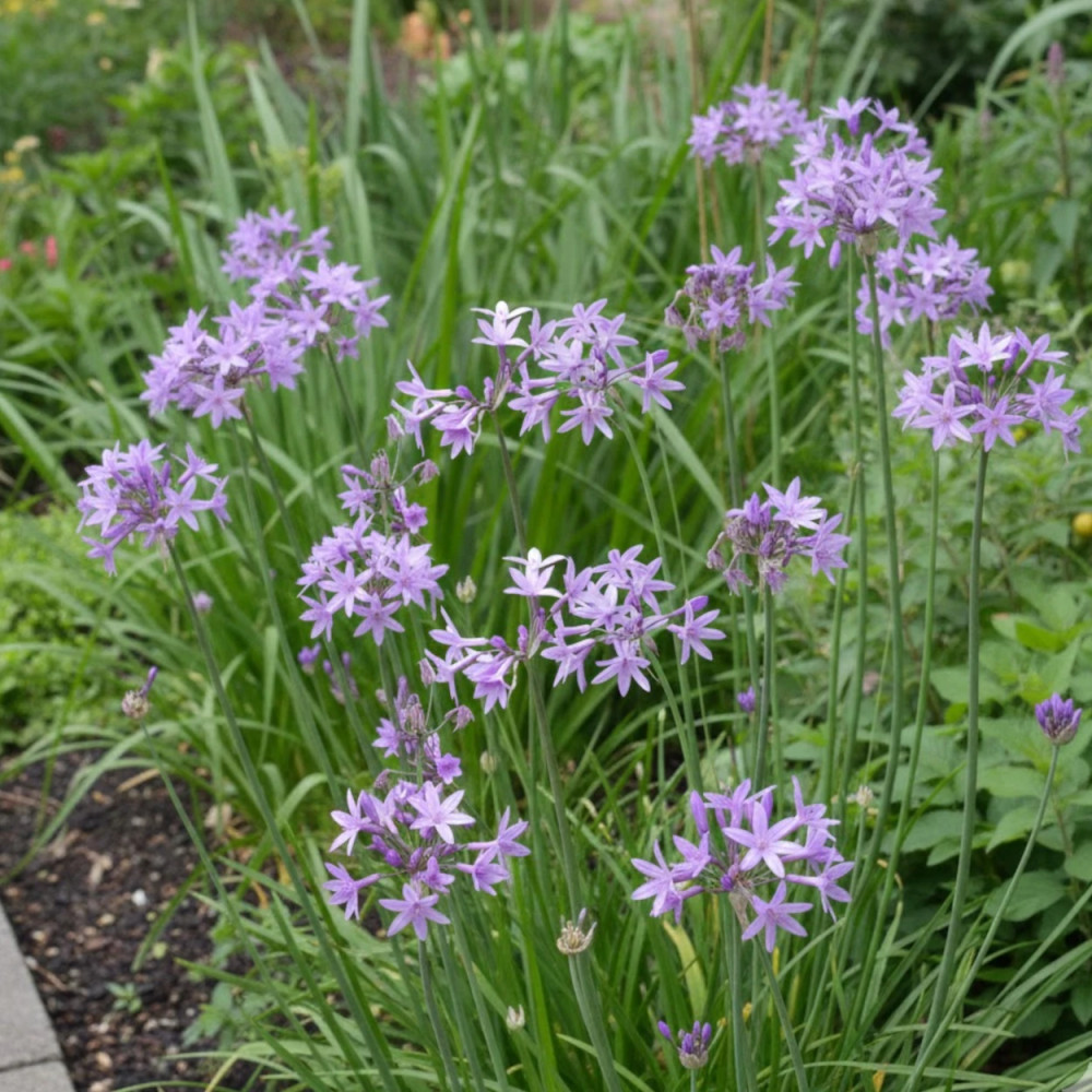 Tulbaghia violacea