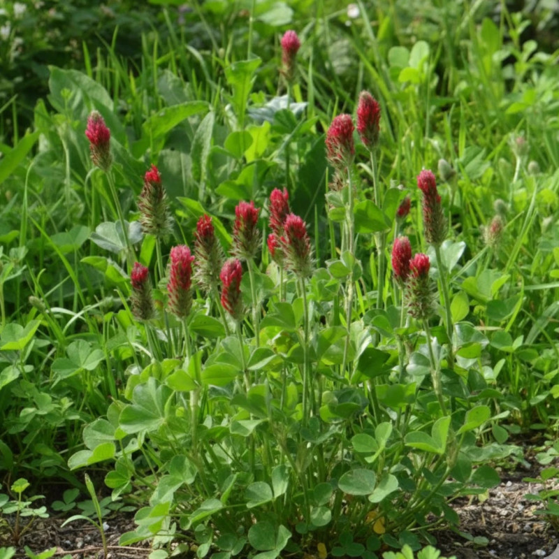 Trèfle rouge