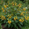 Digitale Chinoise