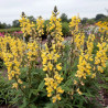 Thermopsis lanceolata