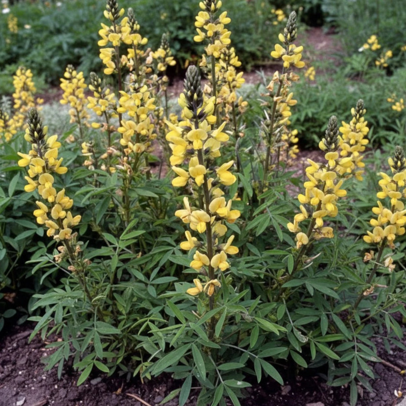 Thermopsis lanceolata
