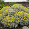 Germandrée Jaune
