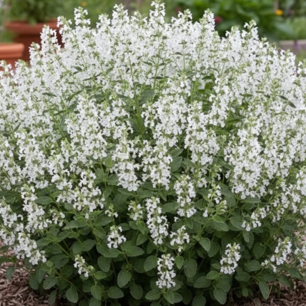 Germandrée Petit-Chêne Blanche