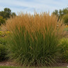 Calamagrostis acutiflora