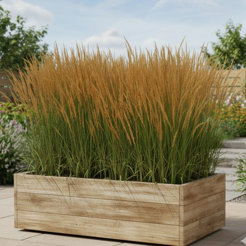 Calamagrostis acutiflora