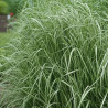 Calamagrostis Avalanche