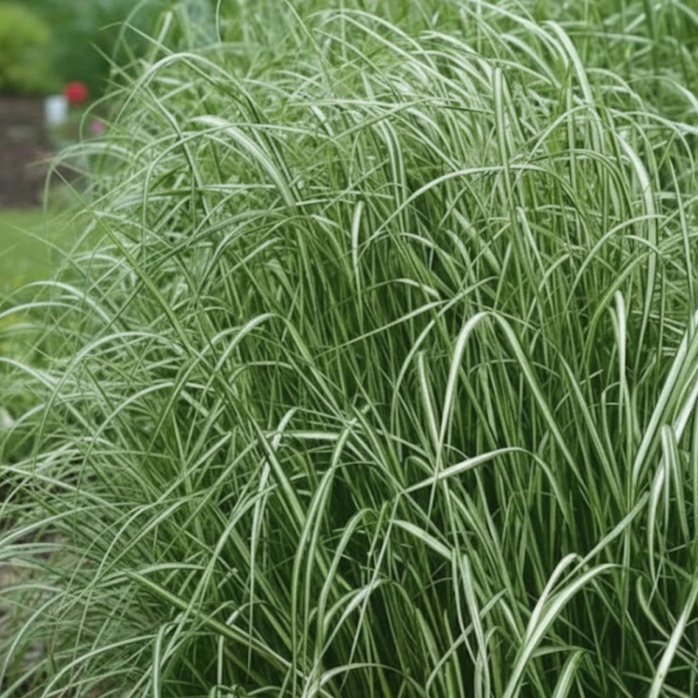 Calamagrostis Avalanche