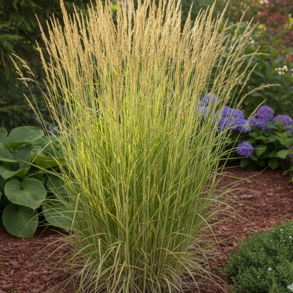 Calamagrostis Eldorado Calamagrostis Eldorado