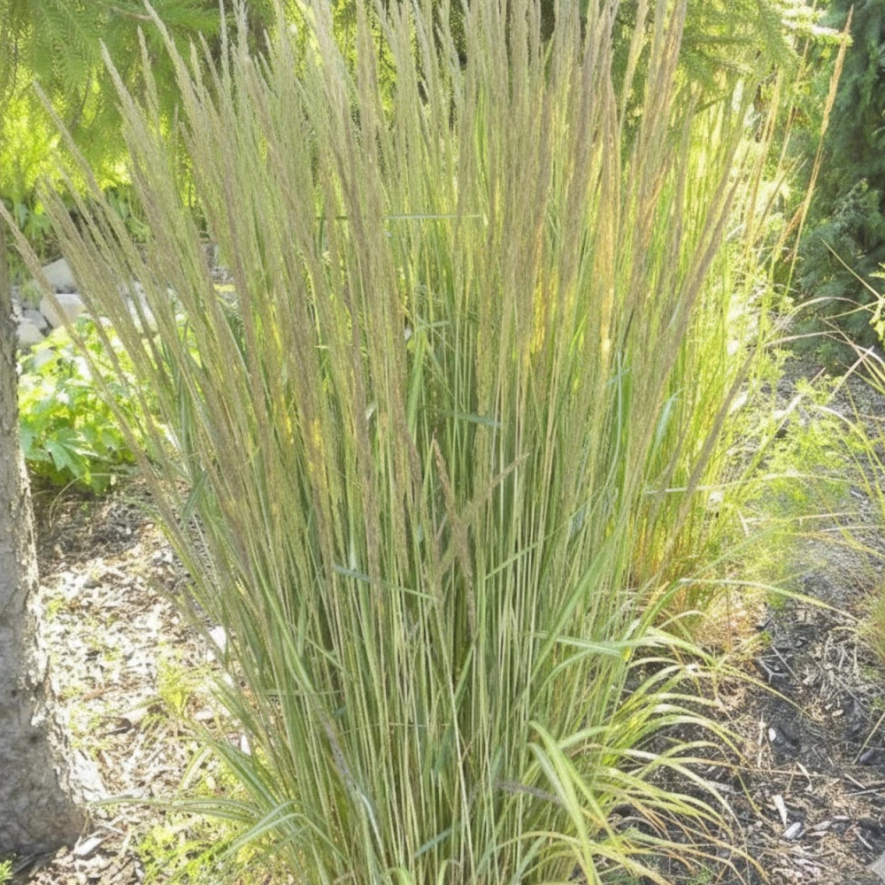 Calamagrostis Eldorado Calamagrostis Eldorado