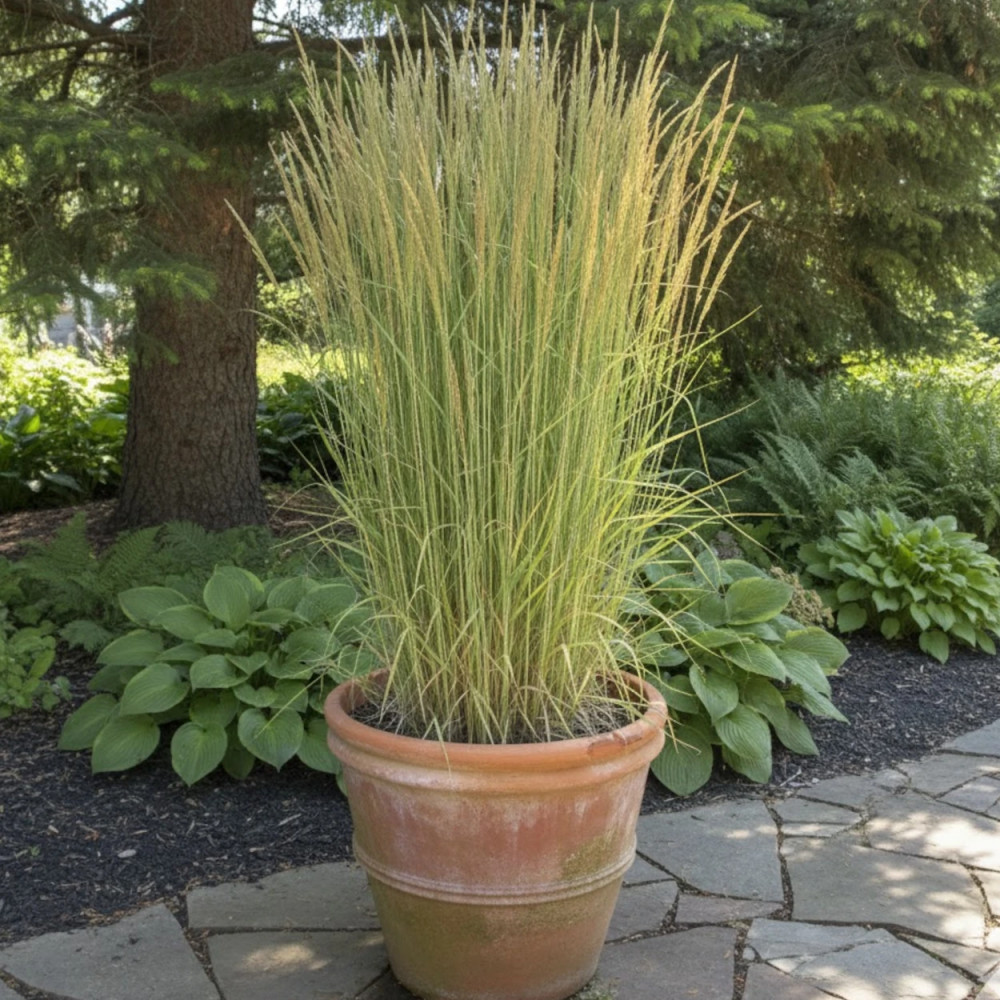 Calamagrostis Eldorado Calamagrostis Eldorado