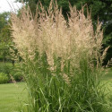 Calamagrostis Epigejos