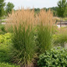 Calamagrostis Karl Foerster