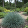 Fétuque bleue Aprilgrün