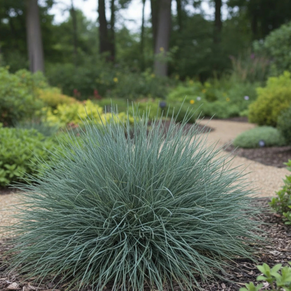 Fétuque bleue Aprilgrün