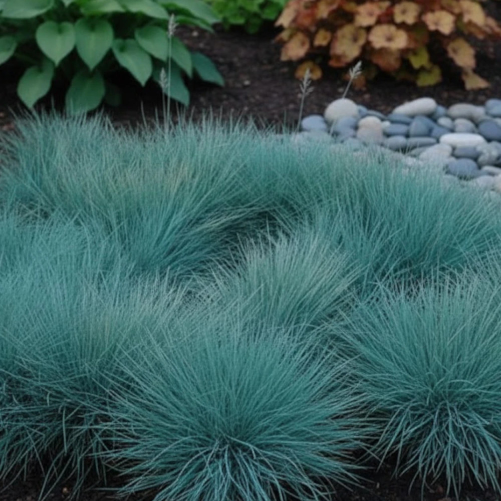 Fétuque bleue Azurit