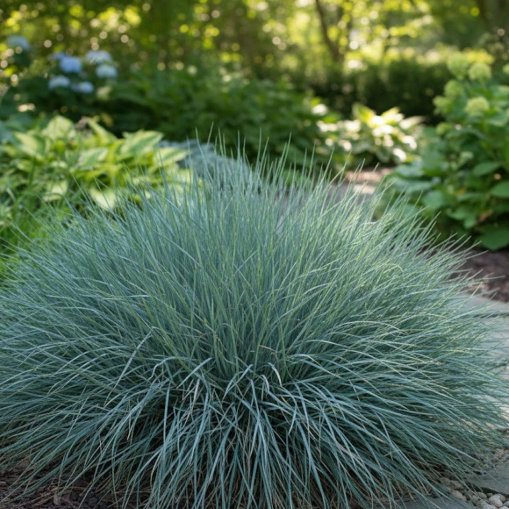 Fétuque bleue Azurit