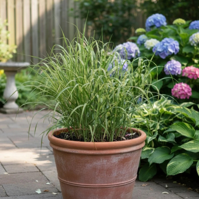 Miscanthus, Roseau de Chine Alligator® 'Lottum'