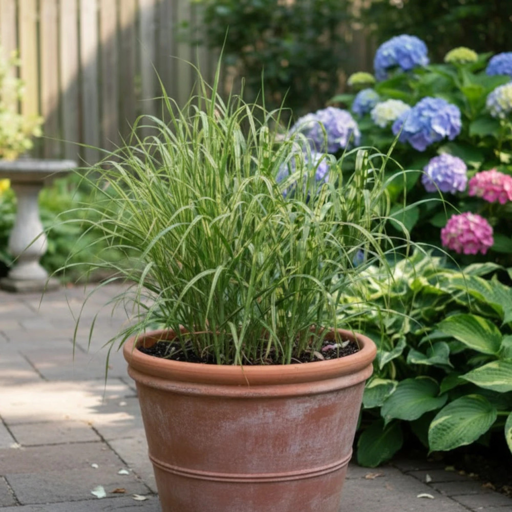 Miscanthus, Roseau de Chine Alligator® 'Lottum' Miscanthus, Roseau de Chine Alligator® 'Lottum'