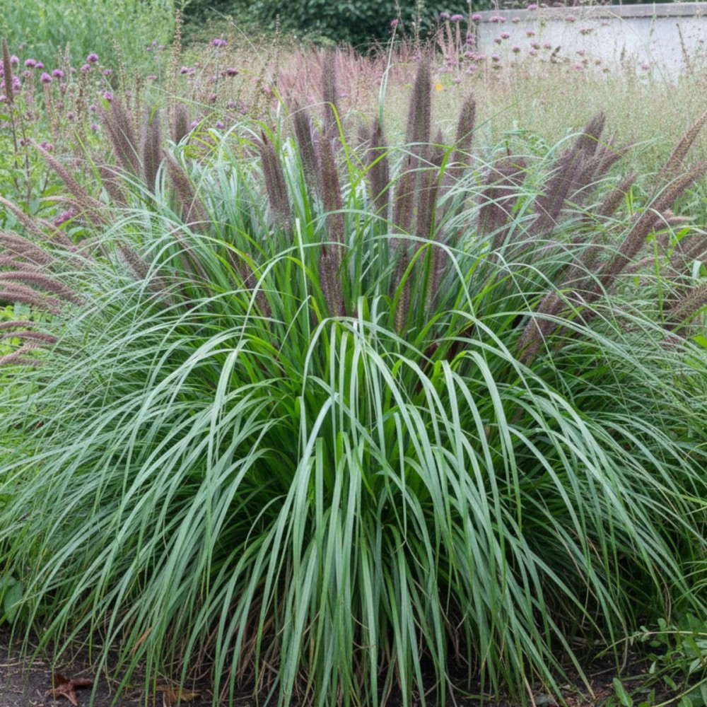 Herbe aux écouvillons Black Beauty, Pennisetum