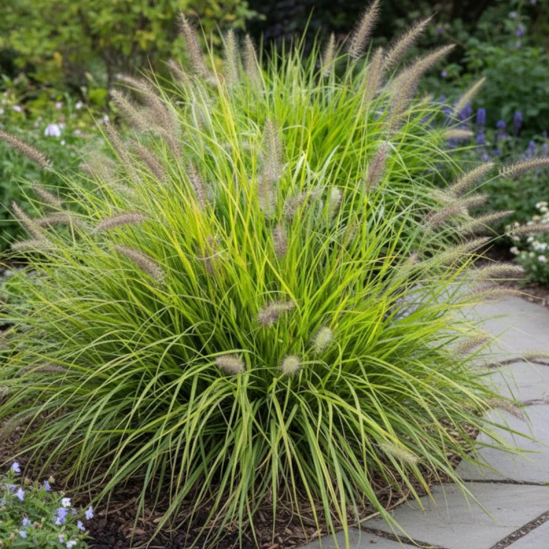 Herbe aux écouvillons Hameln Gold®, Pennisetum
