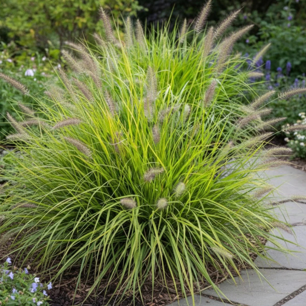 Herbe aux écouvillons Hameln Gold®, Pennisetum Herbe aux écouvillons Hameln Gold®, Pennisetum