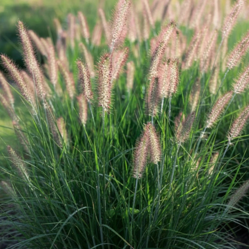 Herbe aux écouvillons Herbstzauber, Pennisetum