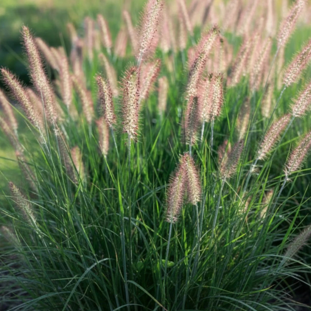 Herbe aux écouvillons Herbstzauber, Pennisetum Herbe aux écouvillons Herbstzauber, Pennisetum
