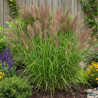 Herbe aux écouvillons Japonicum, Pennisetum