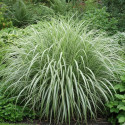 Miscanthus, Roseau de Chine Cabaret