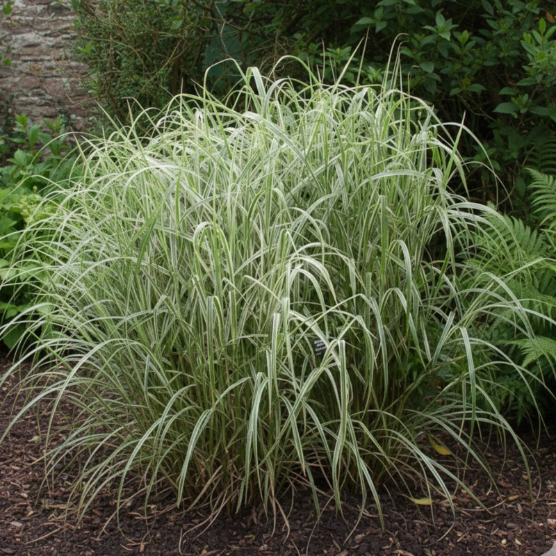 Miscanthus, Roseau de Chine Cosmopolitan