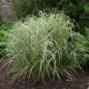 Miscanthus, Roseau de Chine Cosmopolitan
