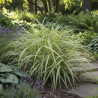 Miscanthus, Roseau de Chine Dixieland