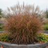 Miscanthus, Roseau de Chine Dronning Ingrid