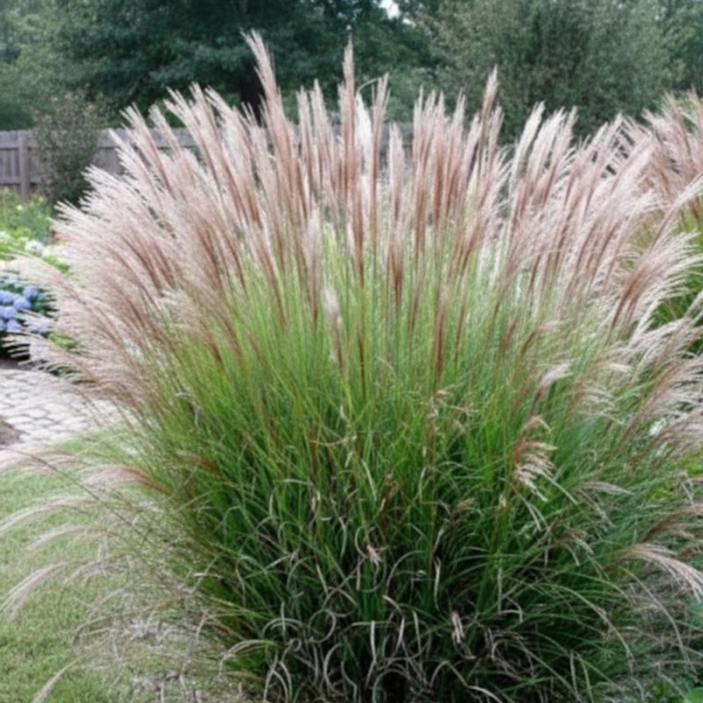 Miscanthus, Roseau de Chine Gracillimus