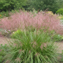 Miscanthus, Roseau de Chine Kaskade
