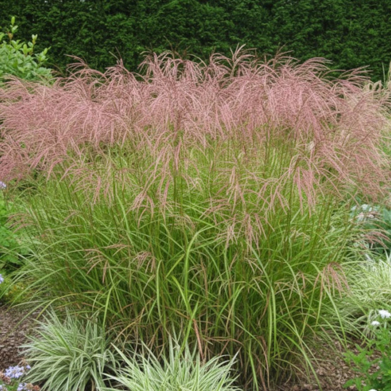 Miscanthus, Roseau de Chine Kaskade