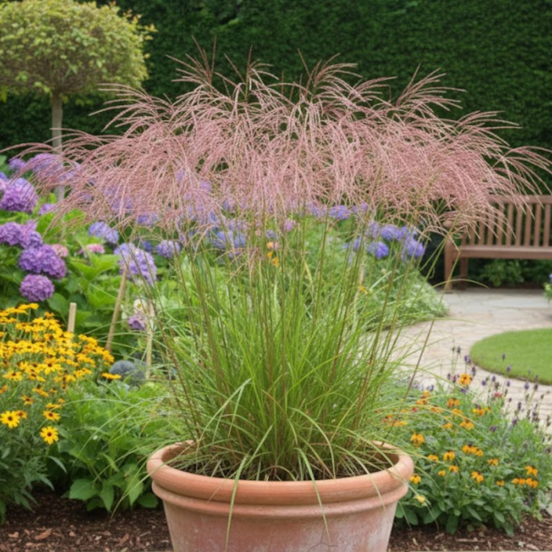 Miscanthus, Roseau de Chine Kaskade