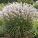 Miscanthus, Roseau de Chine Nippon