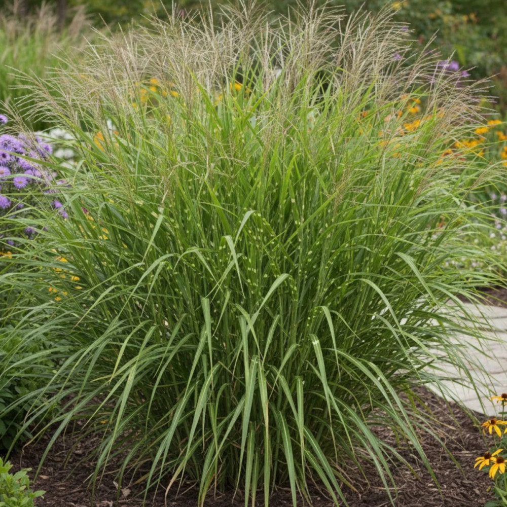 Miscanthus, Roseau de Chine Pünktchen Miscanthus, Roseau de Chine Pünktchen