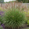 Miscanthus, Roseau de Chine Purpurascens