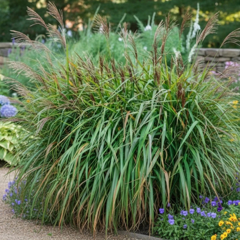 Miscanthus, Roseau de Chine Purpurascens