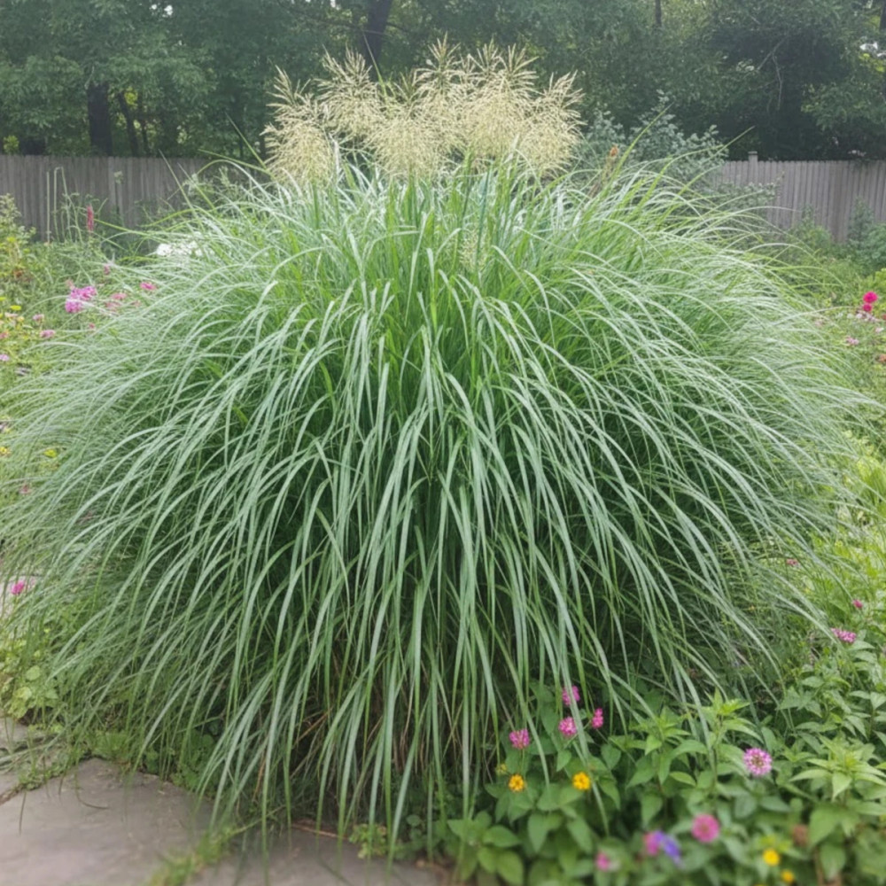 Miscanthus, Roseau de Chine sacchariflorus