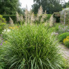 Miscanthus, Roseau de Chine Strictus