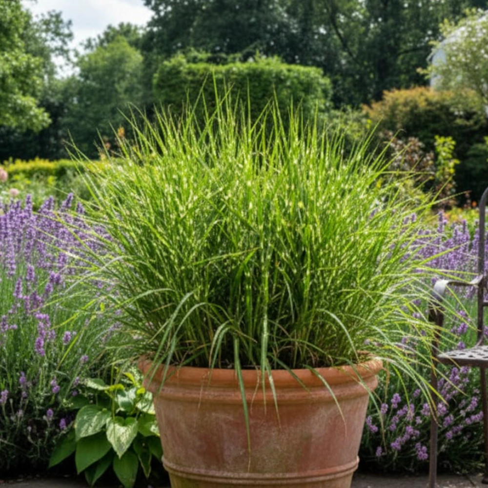 Miscanthus, Roseau de Chine Strictus