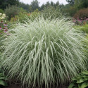 Miscanthus, Roseau de Chine Variegatus
