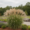 Miscanthus, Roseau de Chine Ville d'Angers