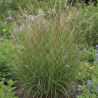 Miscanthus, Roseau de Chine Yaku Jima
